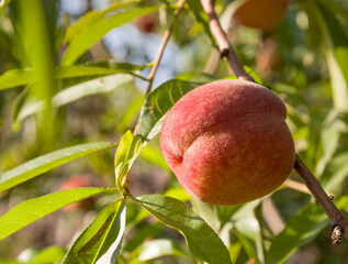 peaches grow on a tree
