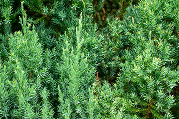 green juniper branches with visible details. background or texture