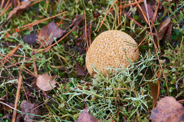 Dickschaliger Kartoffelbovist