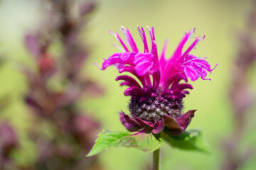 monard flower in the garden