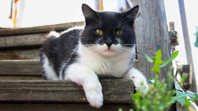 Portrait of a village cat sitting on the porch.