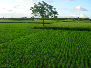Obraz premium green rice field in the morning