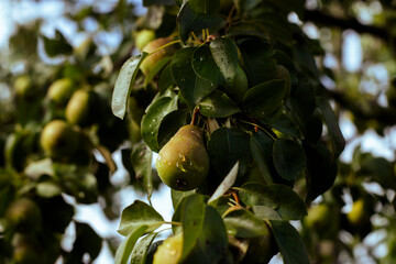 green pears on tree