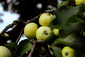 apples on tree