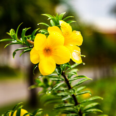 Allamanda cathartica - Nativa do Brasil e cultivada no mundo inteiro.