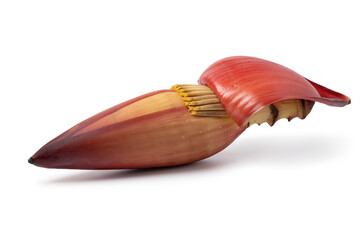 Whole fresh raw tropical banana flower close up isolated on white background 