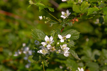 white flowers in the forest