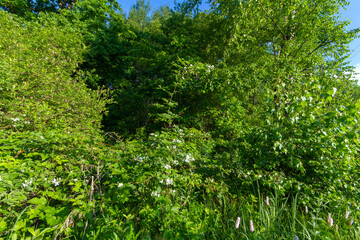 background of leaves