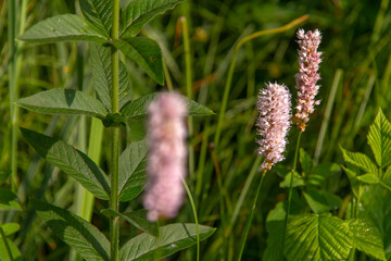 pink  flowers