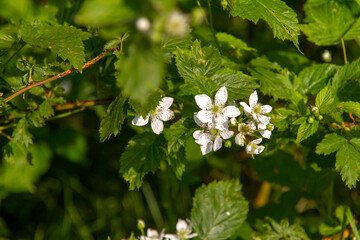 flowers in the forest