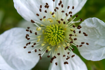 close up of a white flower