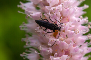 insect on a flower