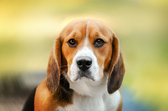 beautiful portrait of a dog beagle breed magic light
