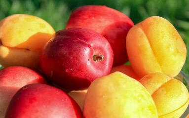 Fresh fruits nectarines and apricots close up.