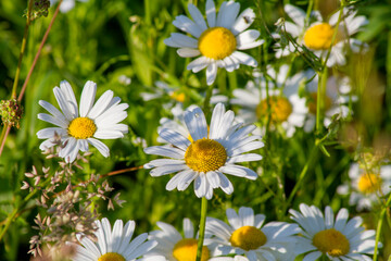 Fototapeta premium daisies in a field
