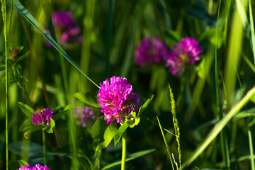 purple flowers in the grass