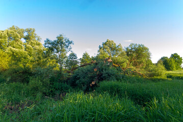 landscape with trees