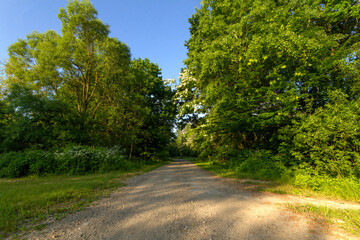 Naklejka premium road in the forest