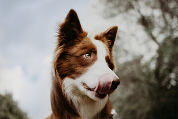 Portrait border collie dog licking its kips on sky background - obrazy, fototapety, plakaty