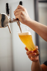 Bartender's hands pouring draught beer into a glass - obrazy, fototapety, plakaty