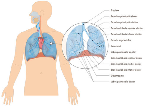 Atmungssystem / Atmungorgane - Lunge Bronchien des Menschen - lateinische Beschriftung