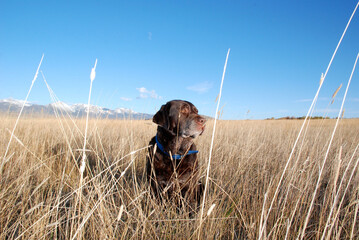 hunting dog in the field 