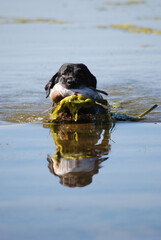 A black Lab retrieving a duck 