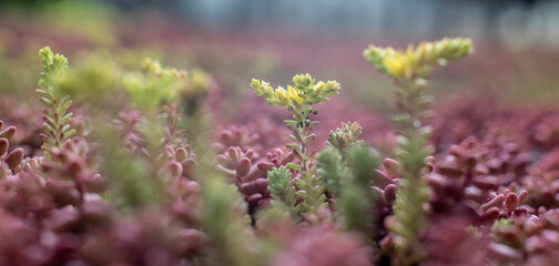 stonecrops growing on the roof of a building