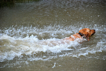 Yellow Lab jumping in the water 
