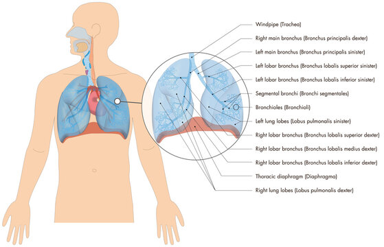 Atmungssystem / Atmungorgane - Lunge Bronchien des Menschen - englische Beschriftung