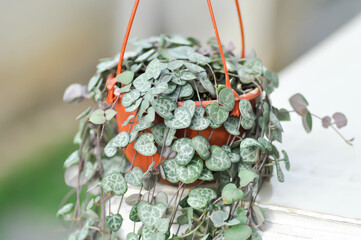 Chain of Heart , String of Heart or Collar of hearts or rosary vine or hearts on a string or...