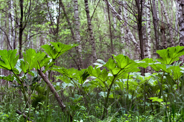 Many leaves of the plant borschevika Sosnovsky in the forest in summer.
