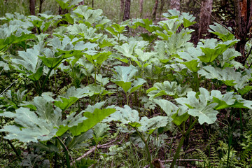 Fototapeta na wymiar Poisonous plants Hogweed Sosnowski. Young leaves of poison forest. Toxic cow parsnip plants.