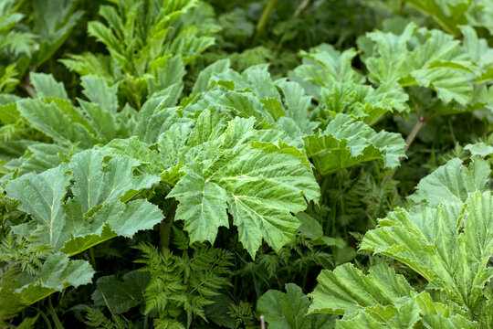 leaves plant borschevika Sosnovsky in forest. Young sprouts and leaves without flowers of dangerous poisonous plant.
