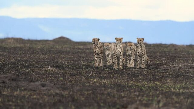 2 Cheetahs males Hunting wildebees , Maasai Mara