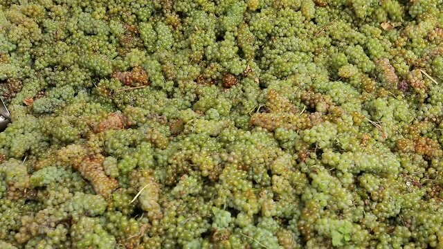 Grape harvest : Squeeze The Grape With The Press. Making Wine At Winery  Grape sheller at the work with white grapes. Stemmer crusher crushing grapes at a winery . Wine making process . Slow Motion .