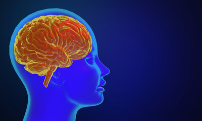 3d rendering illustration of human brain, healthcare of neuron cell, science and researching