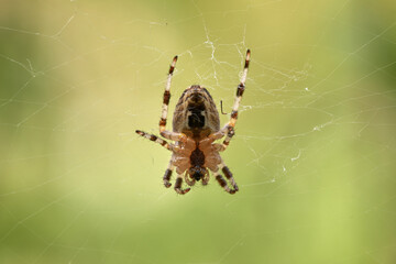 Macro shot of a tiny spider upside down in a spider web with natural green background.