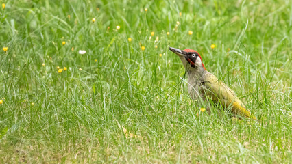 Green woodpecker, adult male