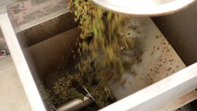Grape harvest : Squeeze The Grape With The Press. Making Wine At Winery  Grape sheller at the work with white grapes. Stemmer crusher crushing grapes at a winery . Wine making process . Slow Motion .