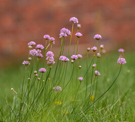 Field scabious