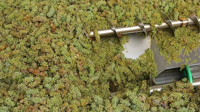 Grape harvest : Squeeze The Grape With The Press. Making Wine At Winery  Grape sheller at the work with white grapes. Stemmer crusher crushing grapes at a winery . Wine making process . Slow Motion .
