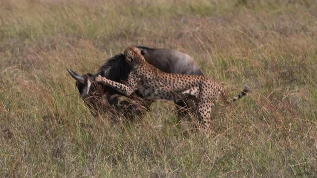 2 Cheetahs males Hunting wildebees , Maasai Mara