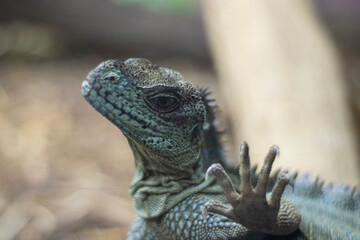 Looking into the lens, smiling iguana in terrarium, close up