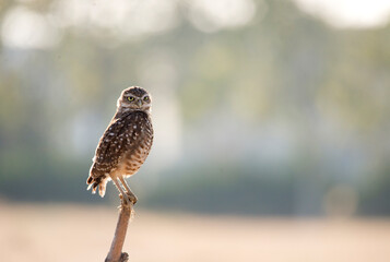 Backlit burrowing owl perched on a branch near Ontario California
