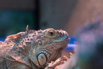 Looking into the lens, common iguana in a terrarium, close up