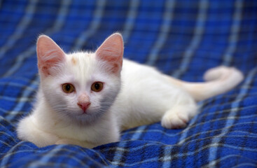 cute fluffy white kitten on a blue