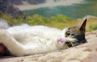 cute big-eyed fluffy brown and white cat