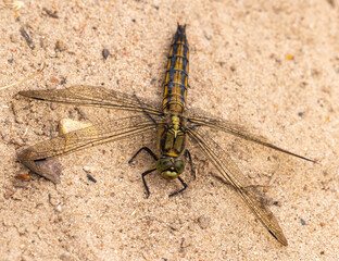 Black-tailed skimmer dragonfly