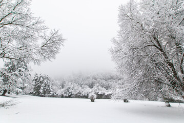 Snowy trees in a snow-covered park on a foggy day.